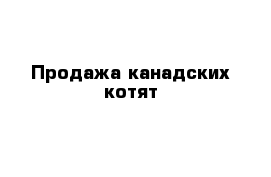 Продажа канадских котят